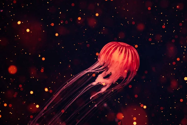 Glowing red Jellyfish underwater ocean. Japanese sea nettle floating in deep water. — Stock Photo, Image