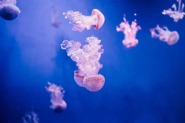 Meduzy pod wodą. Australijska meduza plamista pływająca w głębokiej błękitnej wodzie. — Zdjęcie stockowe