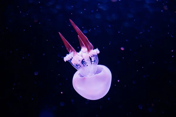 Meduzy pod wodą. Australijska meduza plamista pływająca w głębokiej błękitnej wodzie. — Zdjęcie stockowe