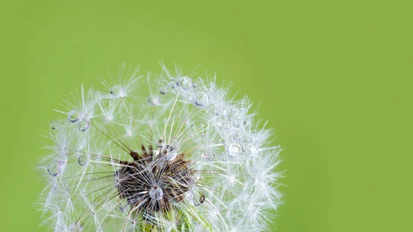 Macro nature. Beautiful dew drops on dandelion seed macro. Beautiful soft background. — Stock Photo, Image