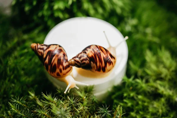 Close up of Achatina Snails on jar with skin cream with mucin on green moss — ストック写真