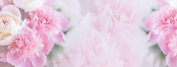 Fundo minimalista com flores de peônias brilhantes frescas. — Fotografia de Stock