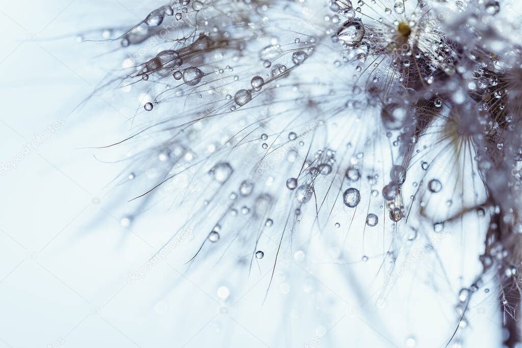 Macro nature. Beautiful dew drops on dandelion seed macro. Beautiful soft background.