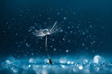 Makro doğa. Mavi arka planda karahindiba. Dilek Özgürlüğü.