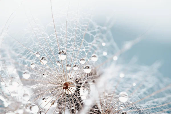 Makro doğa. Mavi arka planda karahindiba. Dilek Özgürlüğü.