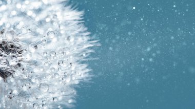 Makro doğa. Karahindiba tohumlu makronun üzerine çiy damlaları düşer. Güzel yumuşak arkaplan.