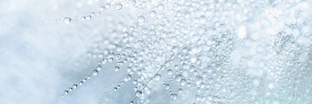 Macro nature. Beautiful dew drops on dandelion seed macro. Beautiful soft background.