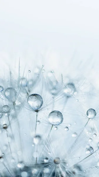 Makro alam. Embun yang indah tetes pada tanaman dandelion makro. Latar belakang lunak yang indah. — Stok Foto