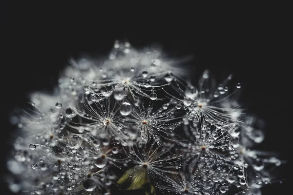 Beautiful dew drops on a dandelion seed macro. — Stock Photo, Image