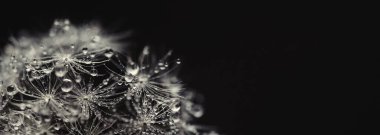 Güzel çiy damlaları karahindiba tohumlu makronun üzerine düşer..