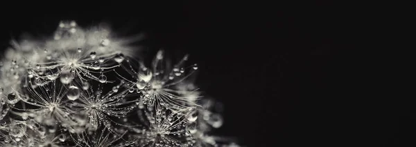 Embun yang indah tetes pada benih dandelion makro . — Stok Foto