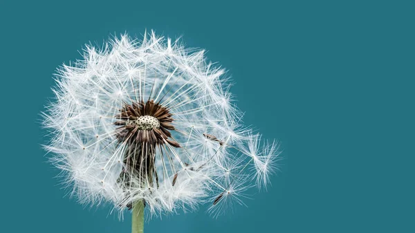 Macro diente de león en fondo azul. Libertad para desear. —  Fotos de Stock