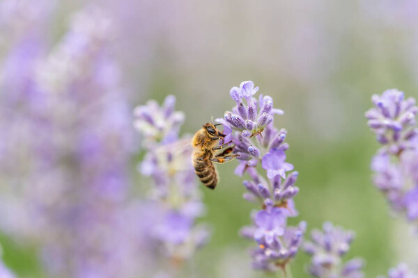 Honey bee pollinates lavender flowers. Plant decay with insects., sunny lavender. Lavender flowers in field. Soft focus, Close-up macro image wit blurred background.