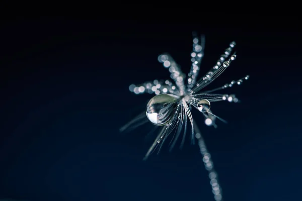 Beautiful Dew Drops Dandelion Seed Macro Beautiful Soft Blue Background — Stock Photo, Image