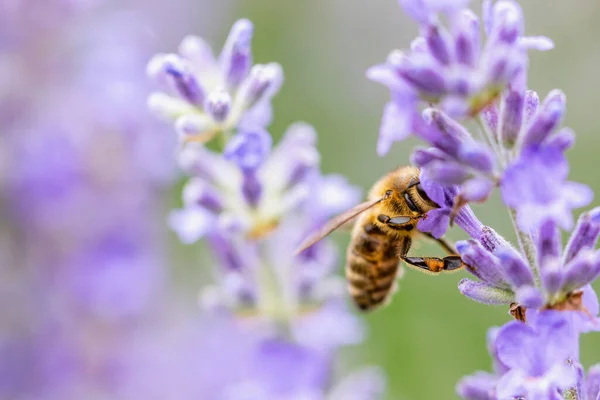 Lebah Madu Menyerbuki Bunga Lavender Tanaman Membusuk Dengan Serangga Lavender — Stok Foto