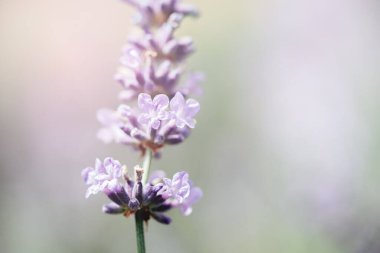 Makro görüntü lavanta çiçekleri. Böceklerle çürüyen bitki, güneşli lavanta. Tarlada lavanta çiçekleri. Yumuşak odak,