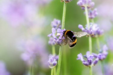 Bal arısı lavanta çiçeklerini döller. Böceklerle çürüyen bitki, güneşli lavanta. Tarlada lavanta çiçekleri. Yumuşak odak, bulanık arkaplan ile yakın çekim makro resim.