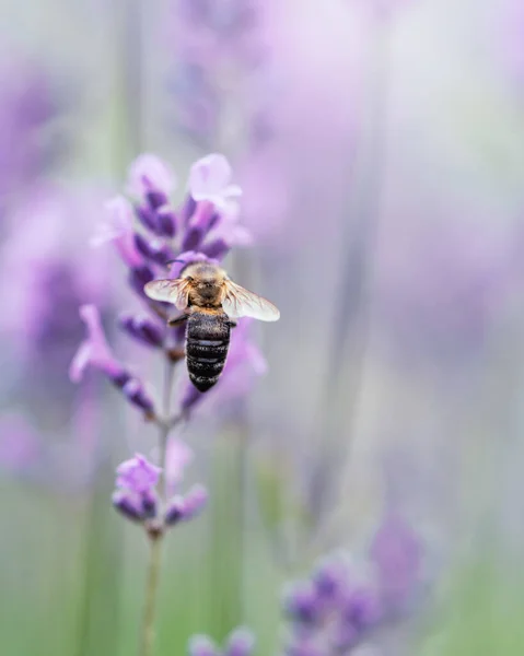 Penyerbukan dengan lebah dan lavender dengan sinar matahari, lavender cerah. — Stok Foto