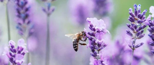 Penyerbukan dengan lebah dan lavender dengan sinar matahari, lavender cerah. — Stok Foto