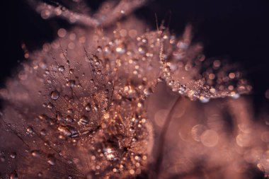 Makro doğa. Karahindiba tohumlu makronun üzerine çiy damlaları düşer. Güzel yumuşak arkaplan.