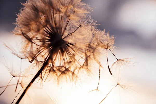 Maskros vid solnedgången. Frihet att önska. Maskros siluett fluffig blomma på solnedgången himlen. — Stockfoto