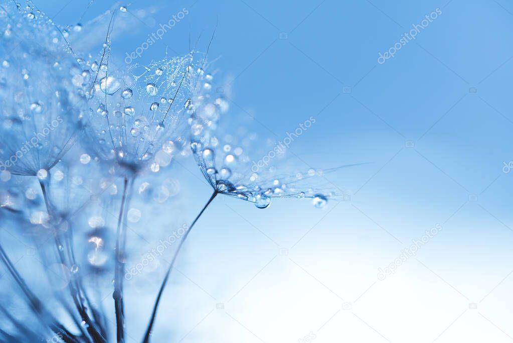 Macro nature. Beautiful dew drops on dandelion seed macro. Beautiful soft background.