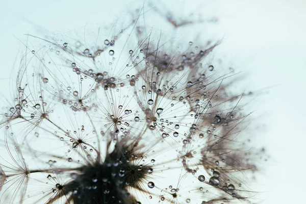 Macro Naturaleza Hermosas Gotas Rocío Macro Semilla Diente León Hermoso — Foto de Stock