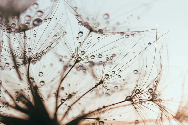 Makro doğa. Karahindiba tohumlu makronun üzerine çiy damlaları düşer. Güzel, yumuşak bir günbatımı. Su paraşüt karahindiba üzerine düşer. Uzayı kopyala Su damlacıklarına odaklanın. soyut arkaplan