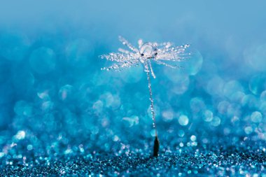 Mavi arka planda karahindiba. Dilek Özgürlüğü. Karahindiba silueti gökyüzünde kabarık bir çiçek. Tohum makrosu yakın plan. Yumuşak odaklanma. Hoşça kal Summer. Umut ve rüya kavramı. Kırılganlık. İlkbahar.