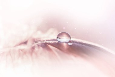 Turkuaz arka planda pembe tüy üzerinde şeffaf su damlacıkları kırılganlığın ve doğanın güzelliğinin rüya gibi zarif görüntüsü. Açık hava doğal masaüstü arka planı. Makrofotoğrafçılık. Seçici odak.