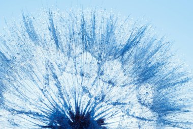 Soyut makro fotoğraf karahindiba çiçeği tohumları ve su damlaları. Masaüstü için yumuşak odaklı yakın plan. Pasta mavisi tonlar. Duvar kağıdı için yazdır. Çiçekli fantezi tasarımı. Güzel Doğa. Pankart