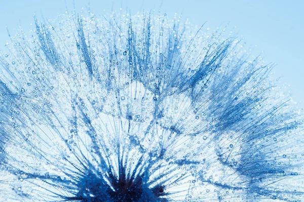 Soyut makro fotoğraf karahindiba çiçeği tohumları ve su damlaları. Masaüstü için yumuşak odaklı yakın plan. Pasta mavisi tonlar. Duvar kağıdı için yazdır. Çiçekli fantezi tasarımı. Güzel Doğa. Pankart