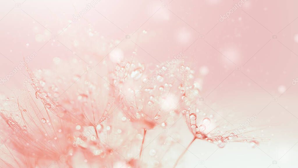 Abstract macro photo dandelion flower seeds with water drops background. closeup with soft focus for desktop. pastel pink toned. Print for Wallpaper. Floral fantasy design. Beautiful Nature. Banner