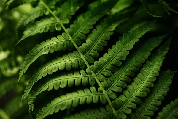 Green fern leaves petals background. Vibrant green foliage. — Stock Photo, Image