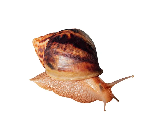 Big Giant African snail isolated on white background with clipping path. — Stock Photo, Image