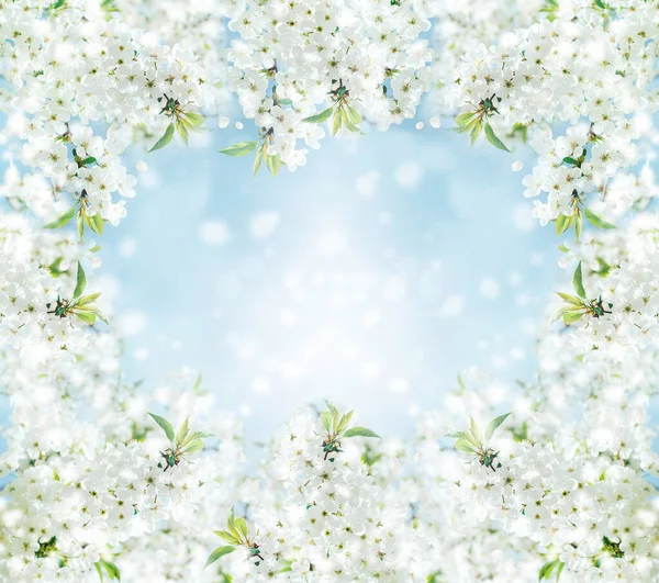 Ramos de cereja florescente e macro abelha com foco suave no fundo azul. — Fotografia de Stock