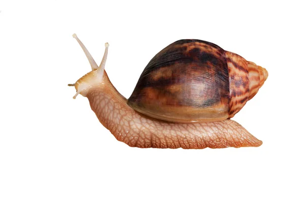 Big Giant African snail isolated on white background with clipping path. — Foto de Stock