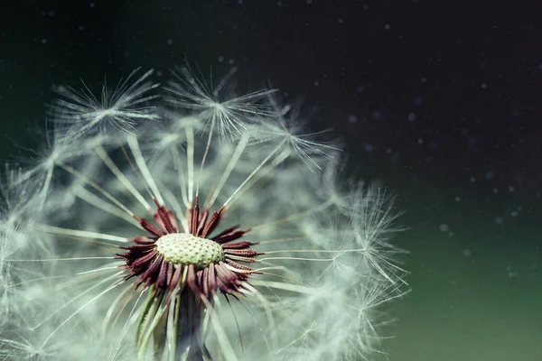 Macro dandelion at blue background. Freedom to Wish. — Stockfoto