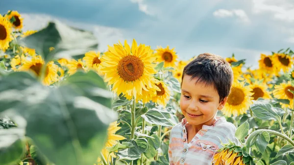 夏のひまわり畑の屋外で愛らしい小さな男の子。緑の畑でひまわりの花を嗅ぐ幸せな子供. — ストック写真