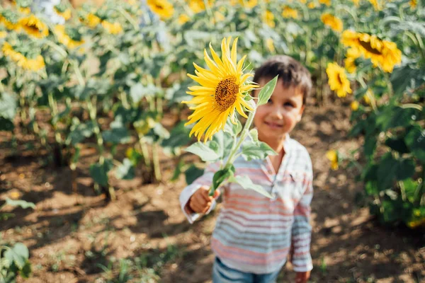Αξιολάτρευτο αγοράκι σε καλοκαιρινό χωράφι με ηλιοτρόπια. Ευτυχισμένο παιδί μυρίζει ένα ηλιοτρόπιο στο πράσινο πεδίο. — Φωτογραφία Αρχείου