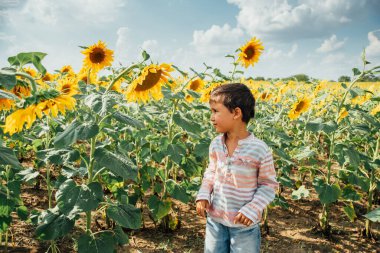 Yaz ayçiçeği tarlasında küçük sevimli bir çocuk. Mutlu çocuk yeşil tarlada ayçiçeği kokluyor.