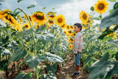 Yaz ayçiçeği tarlasında küçük sevimli bir çocuk. Mutlu çocuk yeşil tarlada ayçiçeği kokluyor.