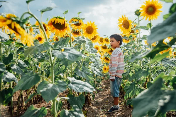 Yaz ayçiçeği tarlasında küçük sevimli bir çocuk. Mutlu çocuk yeşil tarlada ayçiçeği kokluyor.