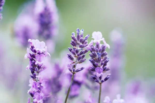 Pollination with bee and lavender with sunshine, sunny lavender. — Stock Photo, Image