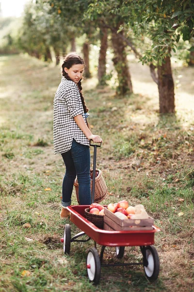 Девочка с Apple в яблочном саду — стоковое фото
