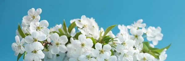 Spring background with blooming white cherry flowers on blue background. — Stok Foto