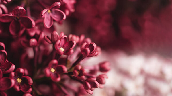 Beautiful lilac flowers. Spring blossom.