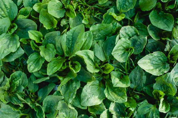 Green Leaf Hintergrund. Gänsegras — Stockfoto