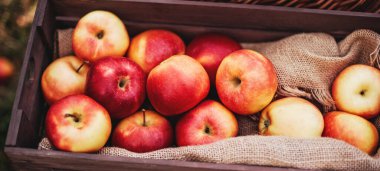 Elma hasatı Yeşil çimlerin üzerindeki sepette olgun kırmızı elmalar.