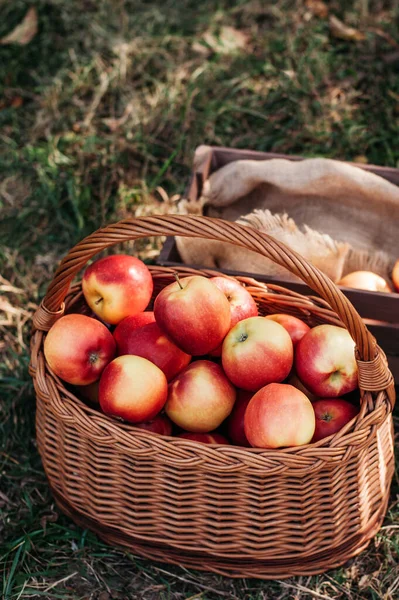 Cosecha de manzana. Manzanas rojas maduras en la canasta sobre la hierba verde. — Foto de Stock